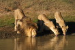 Photo: Lion and lionesses drinking at the waterhole at sunset. Lion and lionesses drinking at the waterhole at sunset.