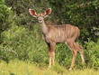 Details der Fotografie Sehr junge Kudu Kalb schaut in die Kamera.