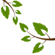 green icon