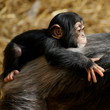 Schimpansenbaby auf dem Rücken der Mama