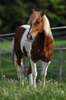 Photo : Pferd auf Weide (paint horse)