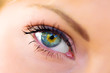 The macro female eye The macro female eye