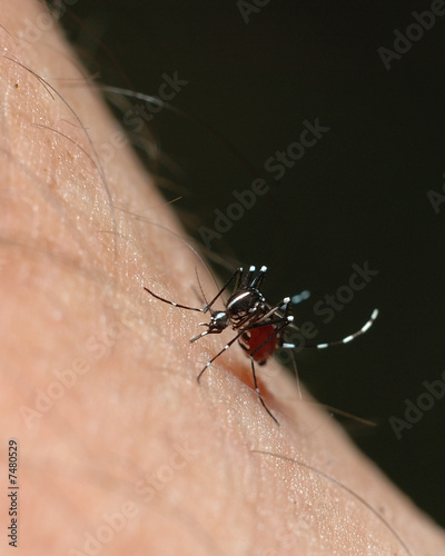 Aedes mosquito or dangue fever mosquito or yellow fever mosquito