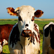 la vache la vache