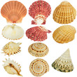 Seashells collection