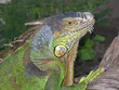 iguane