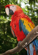 Scarlet macaw sitting on branch Scarlet macaw sitting on branch