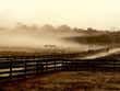 Fog cloud on horse farm Fog cloud on horse farm