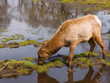 Grazing Elk