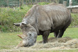 Rhinoceros
