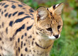 Serval