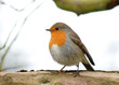 Rouge Gorge