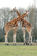 Girafes