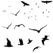 wildlife bird silhouettes wildlife bird silhouettes