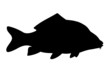 Carp