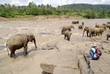 sri lanka éléphants en liberté sri lanka éléphants en liberté