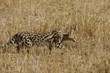 Serval Cat