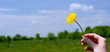 Hand with yellow dandelions.