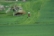 Foto: Reiter mit Hund Reiter mit Hund