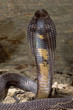 Snake-Black Pakastani cobra Snake-Black Pakastani cobra