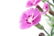 pink carnations