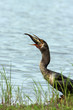 Anhinga By The Water Anhinga By The Water