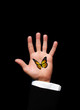Butterfly in hand
