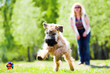 Running dog on green grass Running dog on green grass