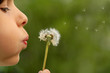 Kind bläst Pusteblume