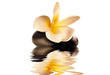flower on the stone reflection flower on the stone reflection