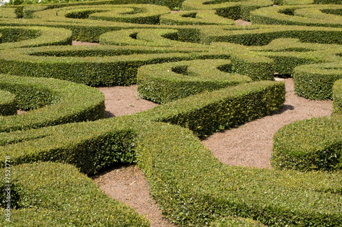 Plant Maze