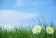 paysage printanier
