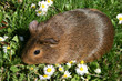 Meerschweinchen