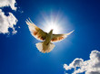 Dove flying