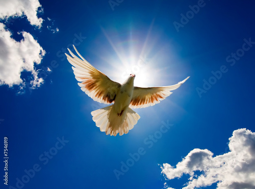 Photo: Dove flying Dove flying