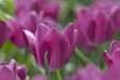 tulip