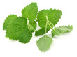 fresh lemon balm on white fresh lemon balm on white