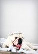 Bulldog français blanc sur fond blanc en studio