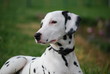 chien