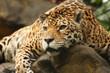 A photo of a male jaguar