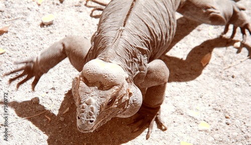 Photo: Monitor Lizard Monitor Lizard