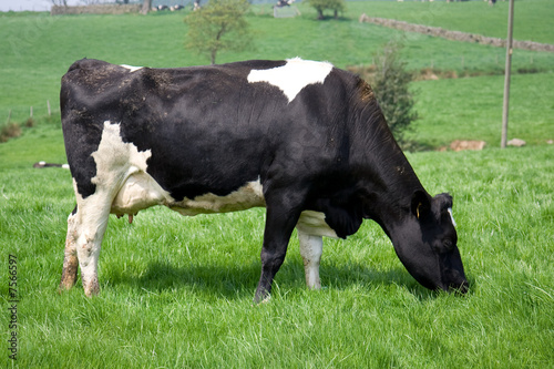 cow cow