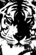 Tigre Tigre