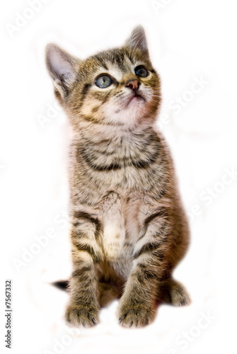 isolated kitten 