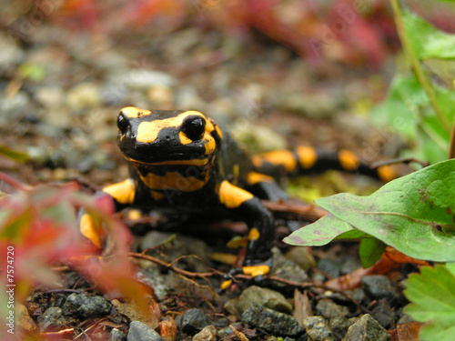 Photo: Feuersalamander Feuersalamander