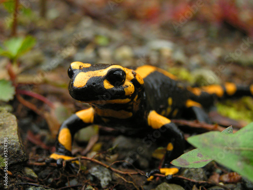 Photo: Feuersalamander Feuersalamander