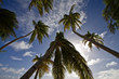 Palmtrees in the Sky