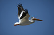 American White Pelican