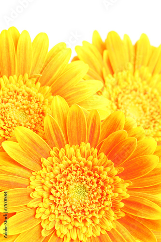 Gerber+daisies+background