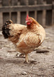 Photo en ligne au meilleur prix hen on barnyard